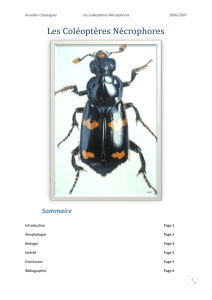 Nécrophore : (Zoologie) Genre d`insectes coléoptères qui