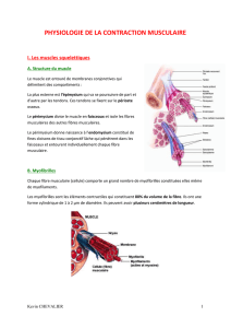 1 - Physiologie de la contraction musculaire