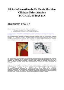 anatomie epaule - Dr Denis MATHIEU