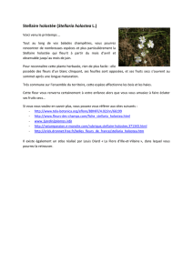 Stellaire holostée (Stellaria holostea L