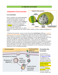 Digestion lysosomale/phagocytose