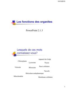 PowerPoint 2.1.3, Les fonctions des organites, PDF