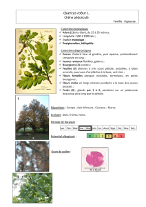 Quercus robur L. - Jardin Botanique de Nancy