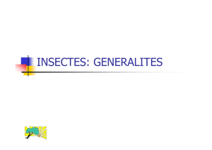 Insectes généralités