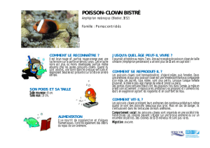 poisson-clown bistré - IFRECOR Nouvelle