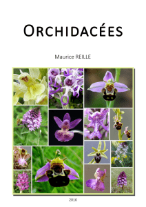 Orchis pyramidalis