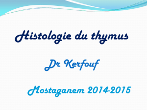 Histologie du thymus