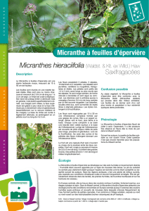Micranthe à feuilles d`épervière - Conservatoire botanique national