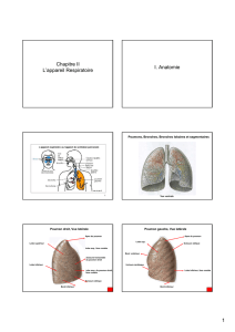 Chapitre II L`appareil Respiratoire I. Anatomie