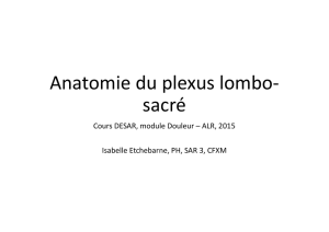 Anatomie du plexus lombo- sacré