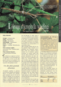 L`élevage d`Acrophylla wuelfingi