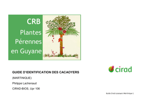guide d`identification des cacaoyers - Agritrop