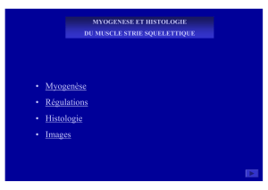 myogenese