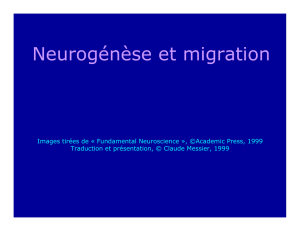 Neurogénèse et migration
