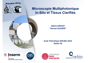 Microscopie Multiphotonique In-Situ et Tissus Clarifiés - gdr-Miv