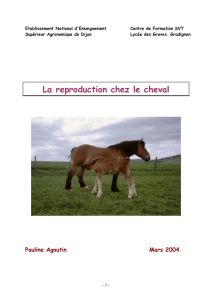Aspect comportemental de la Reproduction chez les chevaux