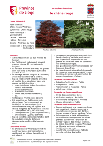 Le chêne rouge - Province de Liège