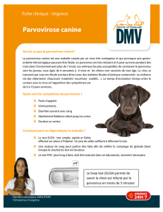 Parvovirose canine