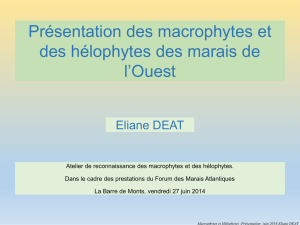 Macrophytes et Hélophytes - Forum des Marais Atlantiques