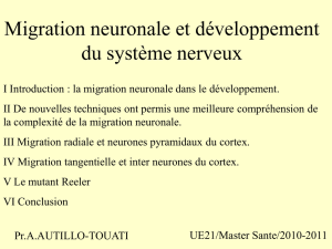 Neuron Migration