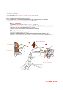 Plexus brachial 4