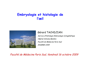 Embryologie Oeil G. Tachdjian 16 octobre 2009