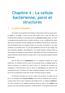Chapitre 4 : La cellule bactérienne, paroi et structures
