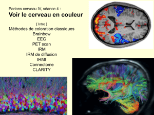 Voir le cerveau en couleur - Le cerveau à tous les niveaux