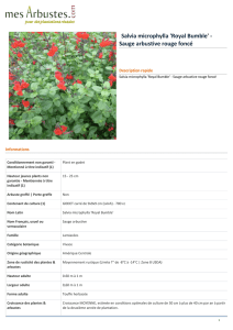 Salvia microphylla `Royal Bumble` - Sauge arbustive