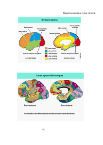 Rappel anatomique cortex cérébral