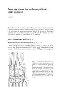 Bases vasculaires des lambeaux pédiculés (main et doigts)