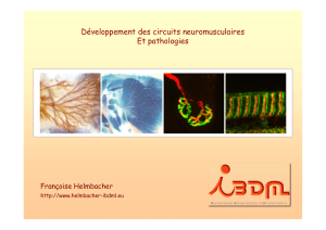 Développement des circuits neuromusculaires Et pathologies