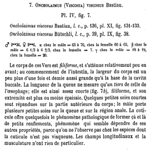 Pl. IV, fig. 7. Oncholaimus viscosus Bastian, lc, p. 136, pl. XI, fig. 131