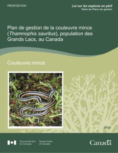 Couleuvre mince (Thamnophis sauritus)