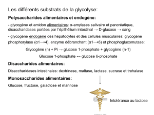 Les différents substrats de la glycolyse