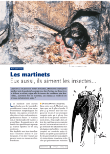 Les martinets / Insectes n° 137