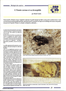 L`Osmie cornue et sa drosophile / Insectes n° 81