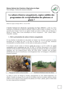Le sabara (Guiera senegalensis), espèce oubliée des programmes
