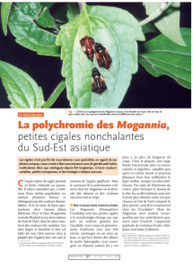La polychromie de Mogannia / Insectes n° 139