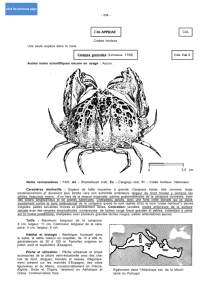 - 334 - Crabes honteux CAL Une seule espèce dans la zone