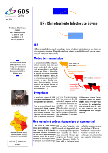IBR : Rhinotrachéite Infectieuse Bovine