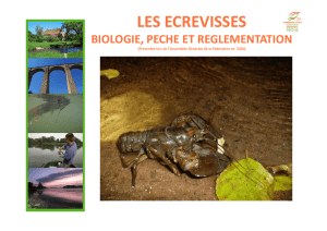 les ecrevisses - Fédération de pêche de Saône-et