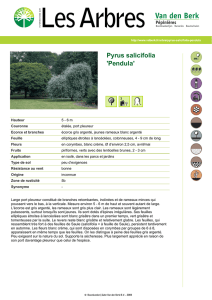 Pyrus salicifolia `Pendula`