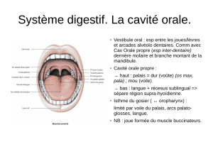 Système digestif. La cavité orale.