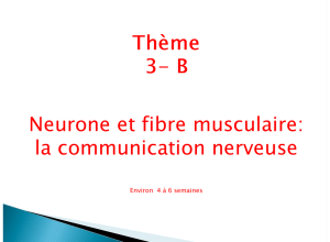 Thème 3- B Neurone et fibre musculaire: la communication nerveuse