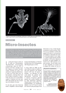 Micro-insectes / Insectes n° 176