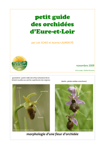 guide orchidees web - Eure et Loir Nature