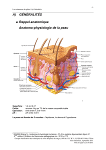 A) GÉNÉRALITÉS a. Rappel anatomique Anatomo