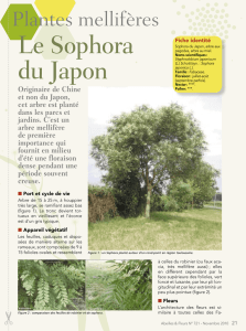 Le Sophora du Japon - Abeille Sentinelle