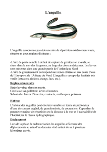 L`anguille - Le Parc Animalier du Quinquis